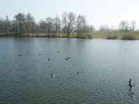 Lake in Friedrichsau Park