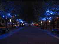 Street lined with trees illuminated in blue