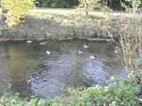 Ducks in stream