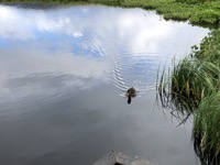 Bird swimming