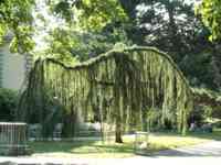 Tree with slender drooping branches