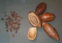 Cacao pods and beans