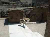 Dog in the Colosseum