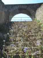 Colosseum steps completely covered with purple flowers and other plants