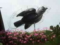 A black sparrow sculpture inside a sparrow-shaped metal cage