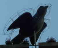 Black sparrow inside a larger sparrow-shaped wire frame