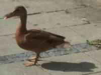 Duck on sidewalk