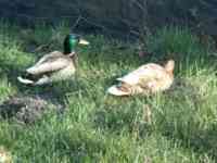 Two ducks in the grass