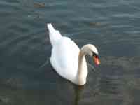 A swan in the Danube