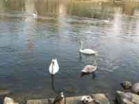 Several swans in the Danube
