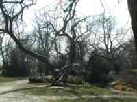 Tree in Friedrichsau Park