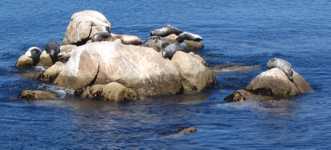 Sea lions on some rocks in Monterey Bay