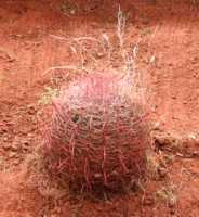 Short plant with brown straw in a ball surrounded by an open mesh of red fibers