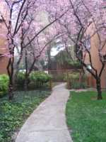 Trees in pink blossoms, willow trees and fog in background, petal-covered sidewalk in foreground