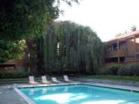 Pool, willow and other trees, and apartments