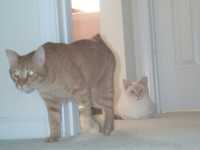 Light-brown tabby cat and white cat