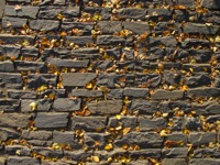Bricks and leaves