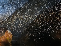 In the Embrace of Impressionism at Ljubljana Castle