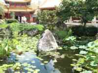 Lily pond with a long-beaked bluish bird standing on a rock