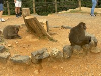 Iwatayama Monkey Park
