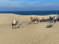 Camels at Tottori Sand Dunes