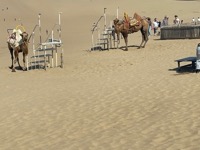 Camels at Tottori Sand Dunes