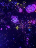 teamLab Planets: Floating in the Falling Universe of Flowers