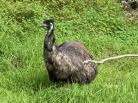 Emu