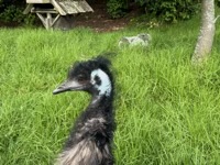 Emu