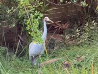 Brolga