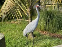 Brolga