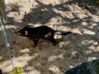 Tasmanian Devil