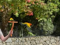 Rainbow Lorikeet in flight