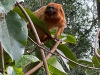 Golden Lion Tamarin