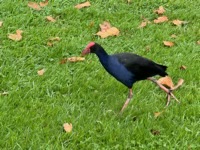 Australasian Swamphen