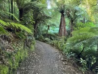 Ohakune Old Coach Road