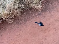 Willie Wagtail