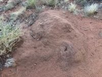 Insect mound?