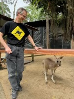 Eastern Gray Kangaroo