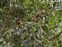 Rainbow Lorikeets