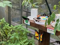 Butterflies at Butterfly Sanctuary