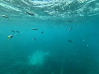 Underwater view from pontoon