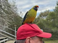 Green Rosella looking for food