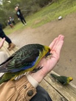 Feeding a Green Rosella