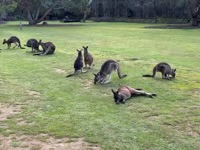 Kangaroos