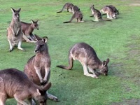 Kangaroos