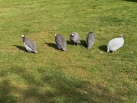 Helmeted Guineafowls