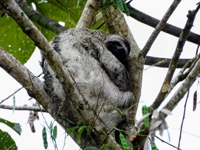 Brown throated three toed sloth