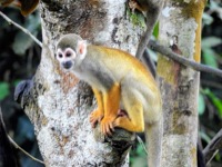 Squirrel monkey