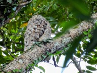 Great Potoo
